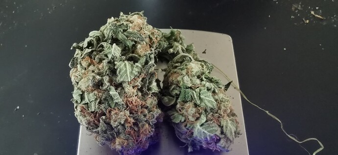 Growreport Bild 30