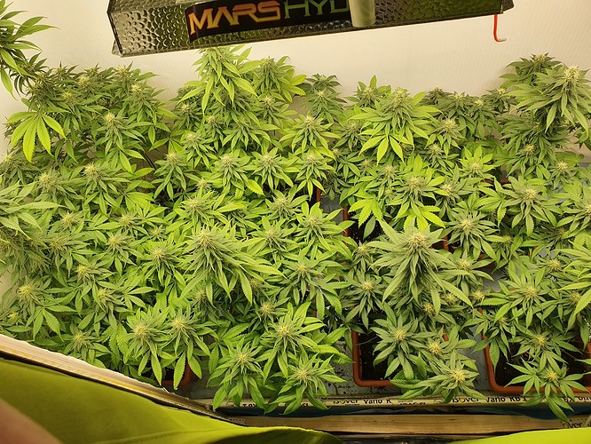 Growreport Bild 4