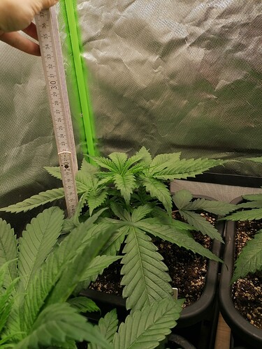 Growreport Bild 3
