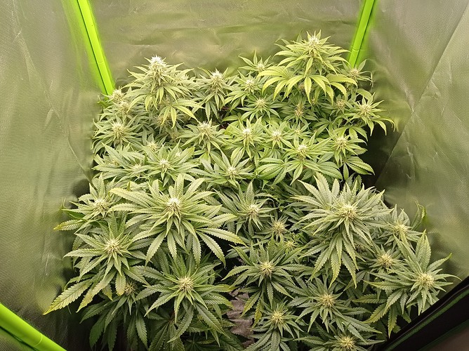 Growreport Bild 3