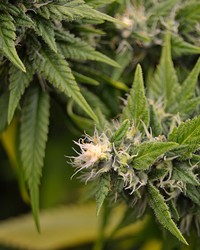 Growreport Bild 13