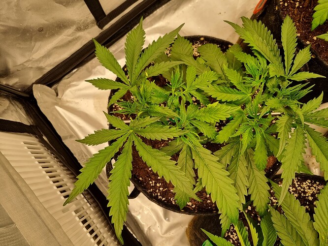 Growreport Bild 34