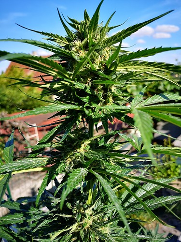 Growreport Bild 19