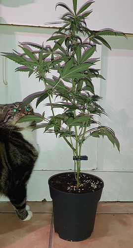Growreport Bild 1
