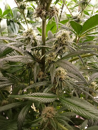 16469293736446491041947309428116