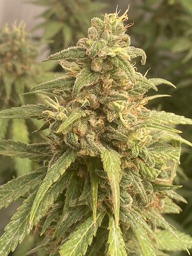 Growreport Bild 1