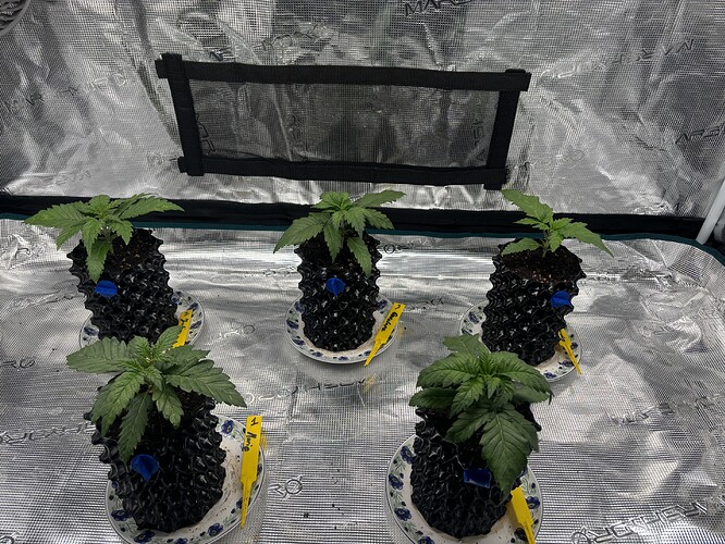 Growreport Bild 136