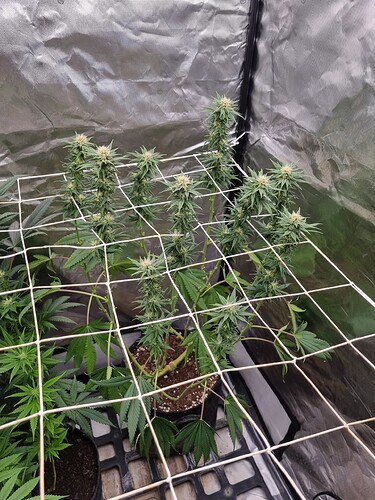 Growreport Bild 8