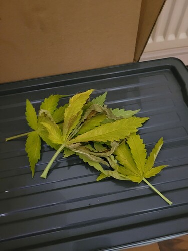 Growreport Bild 2