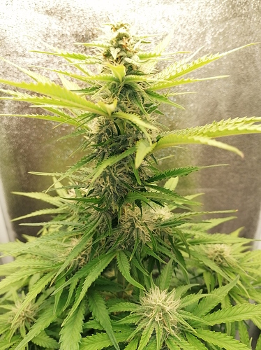 Growreport Bild 3