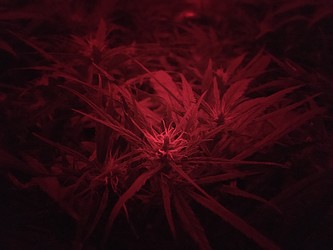 Growreport Bild 6