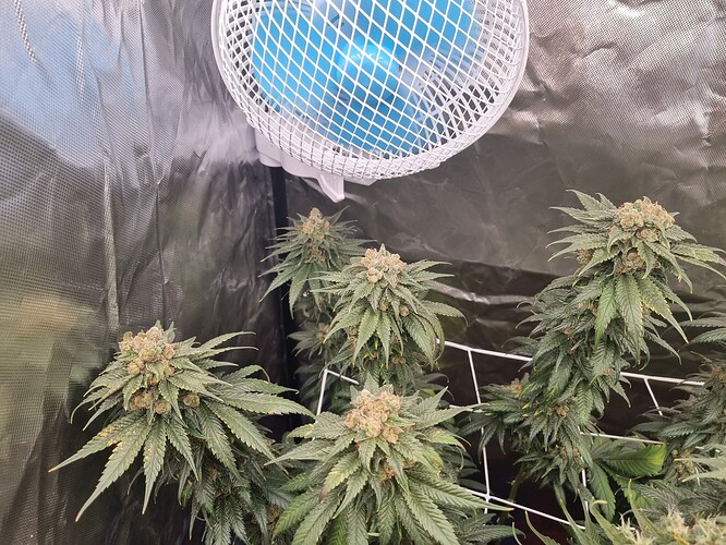 Growreport Bild 5