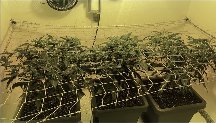 Growreport Bild 3