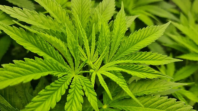 Growreport Bild 11