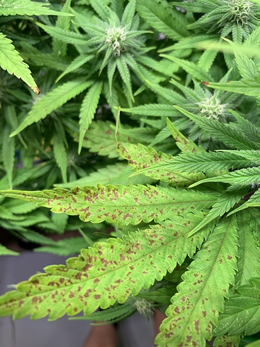 Growreport Bild 7