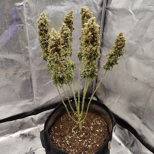 Growreport Bild 41
