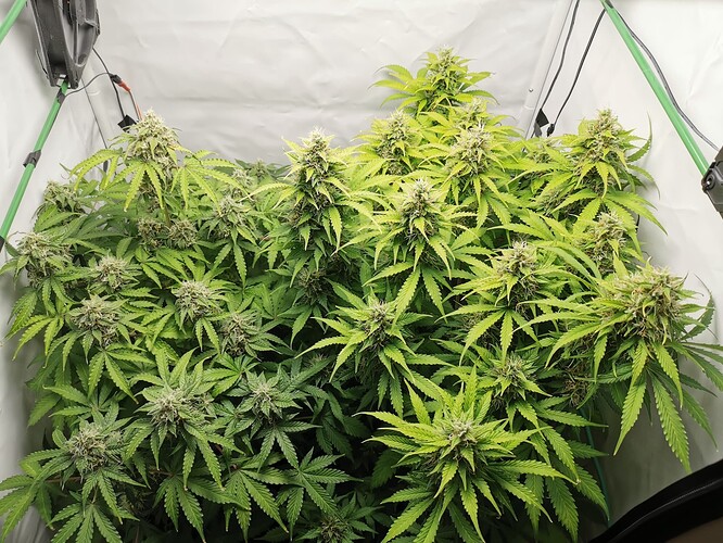Growreport Bild 3