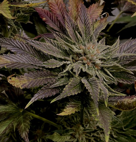 Growreport Bild 21