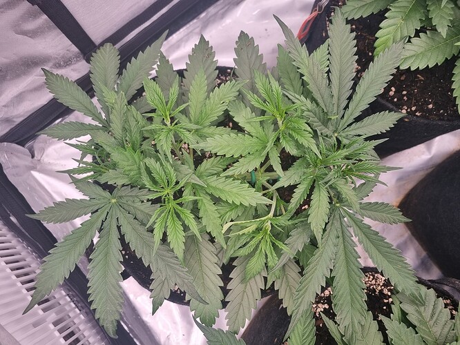 Growreport Bild 40