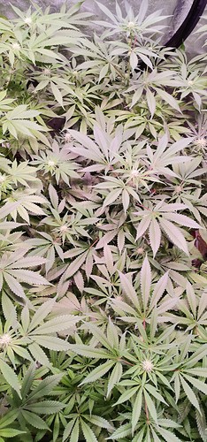 Growreport Bild 2