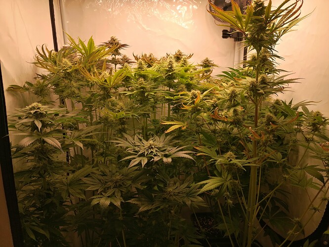 Growreport Bild 2