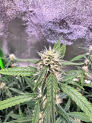 Growreport Bild 8