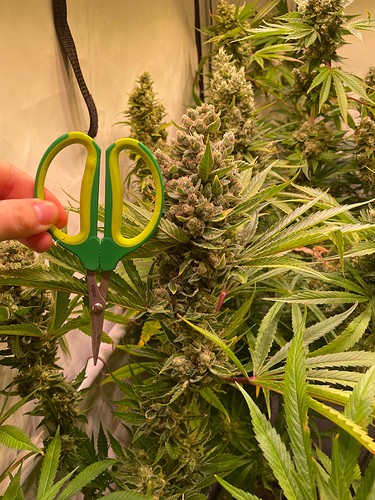 Growreport Bild 5