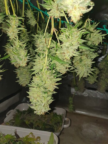 Growreport Bild 13