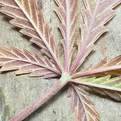 Growreport Bild 22