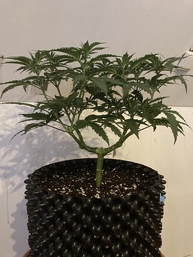 Growreport Bild 2