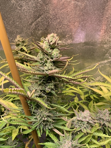 Growreport Bild 27
