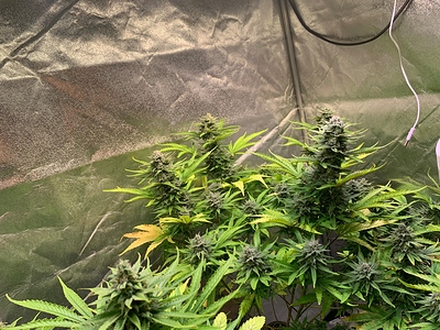 Growreport Bild 13