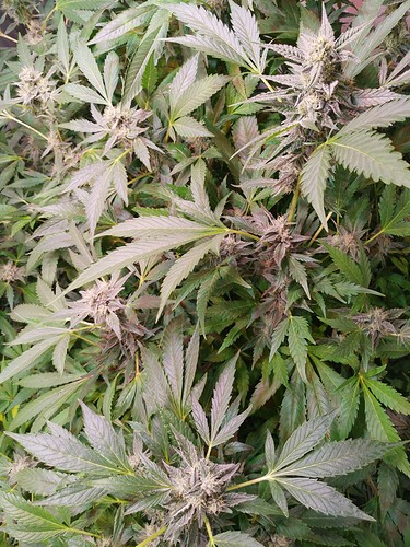 Growreport Bild 17