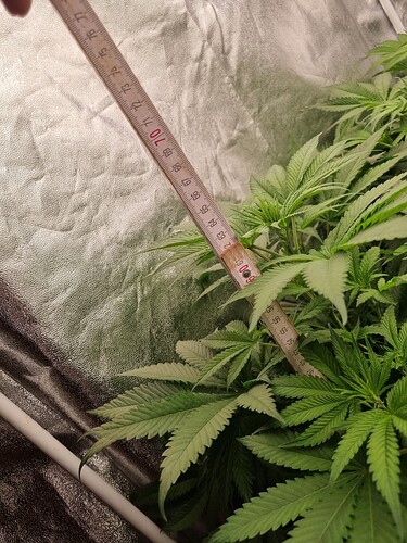 Growreport Bild 23