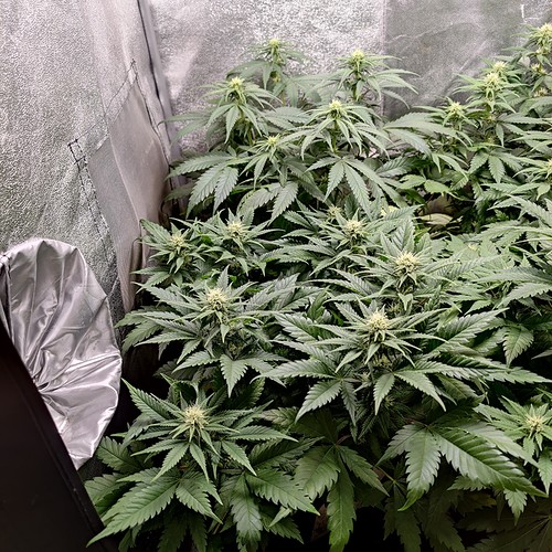 Growreport Bild 2