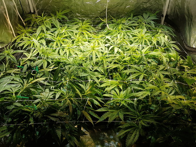 Growreport Bild 2