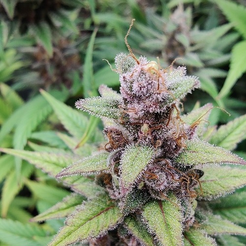 Growreport Bild 12