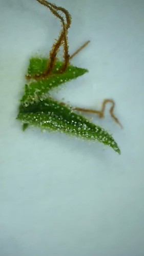 Growreport Bild 7