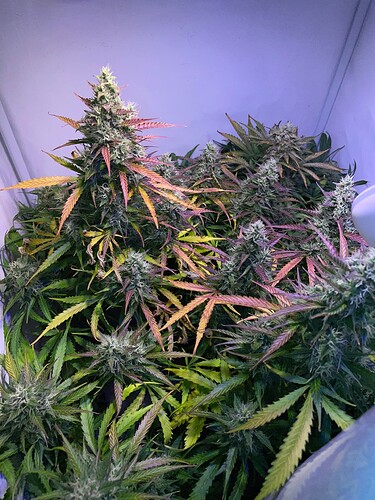 Growreport Bild 14
