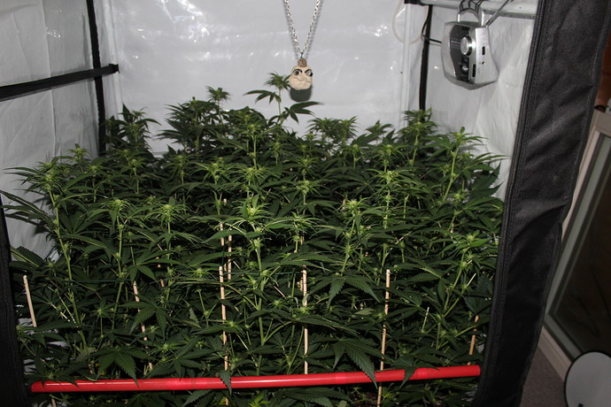 Growreport Bild 9