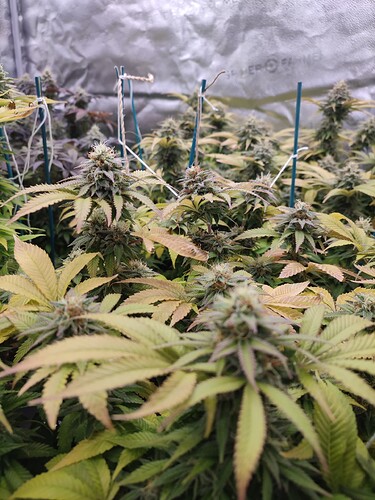Growreport Bild 6
