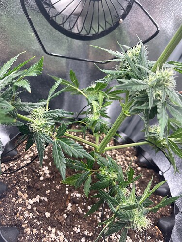 Growreport Bild 1