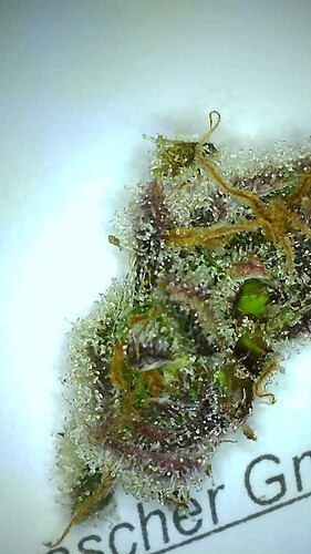 Growreport Bild 19