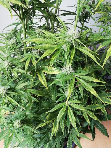 Growreport Bild 12
