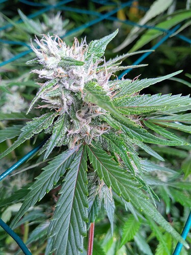Growreport Bild 3