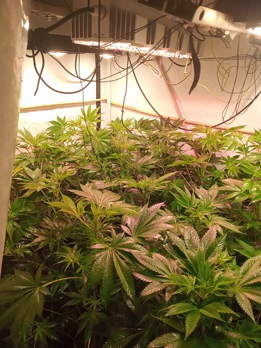 Growreport Bild 9