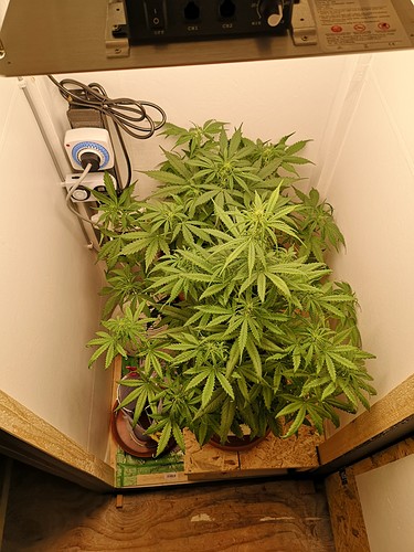 Growreport Bild 4