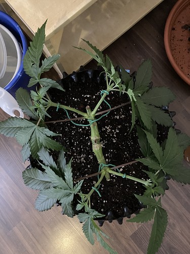 Growreport Bild 1