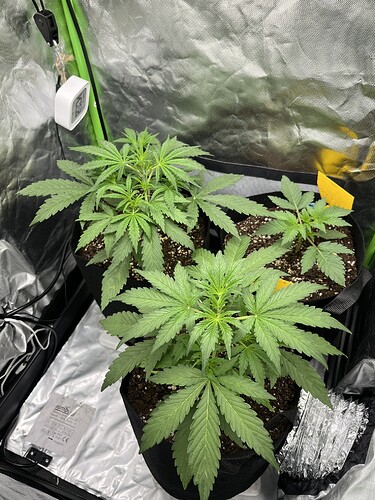 Growreport Bild 3
