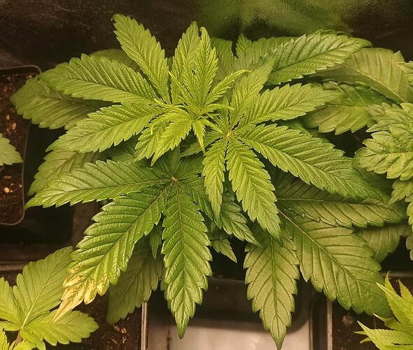 Growreport Bild 5